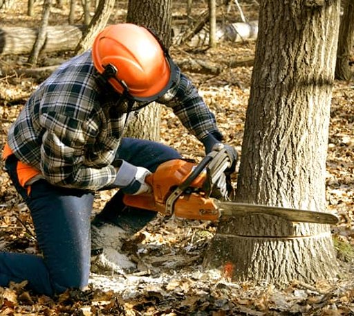 Tree Removal in Davin, WV